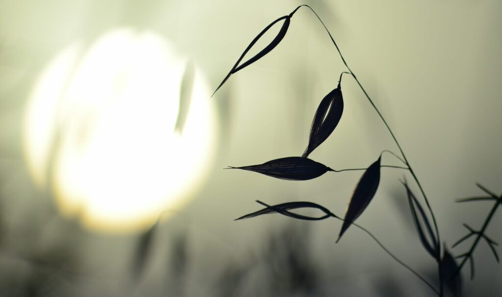 Doula work - Spirit Medicine - Herbal Allies for Autumn