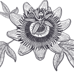 Flower Essence Therapy