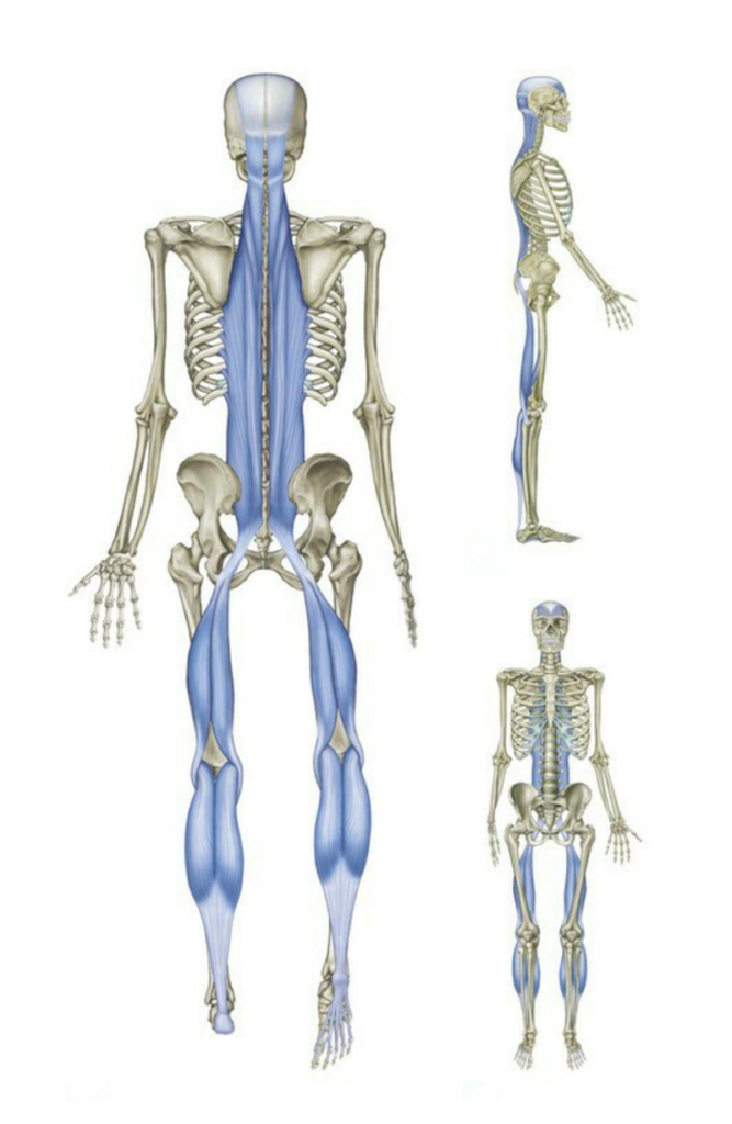 Fascia body map
